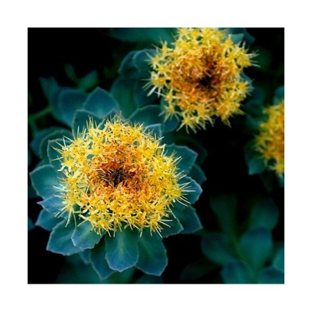 Adamah Eie Rhodiola 60 Ml Gocce