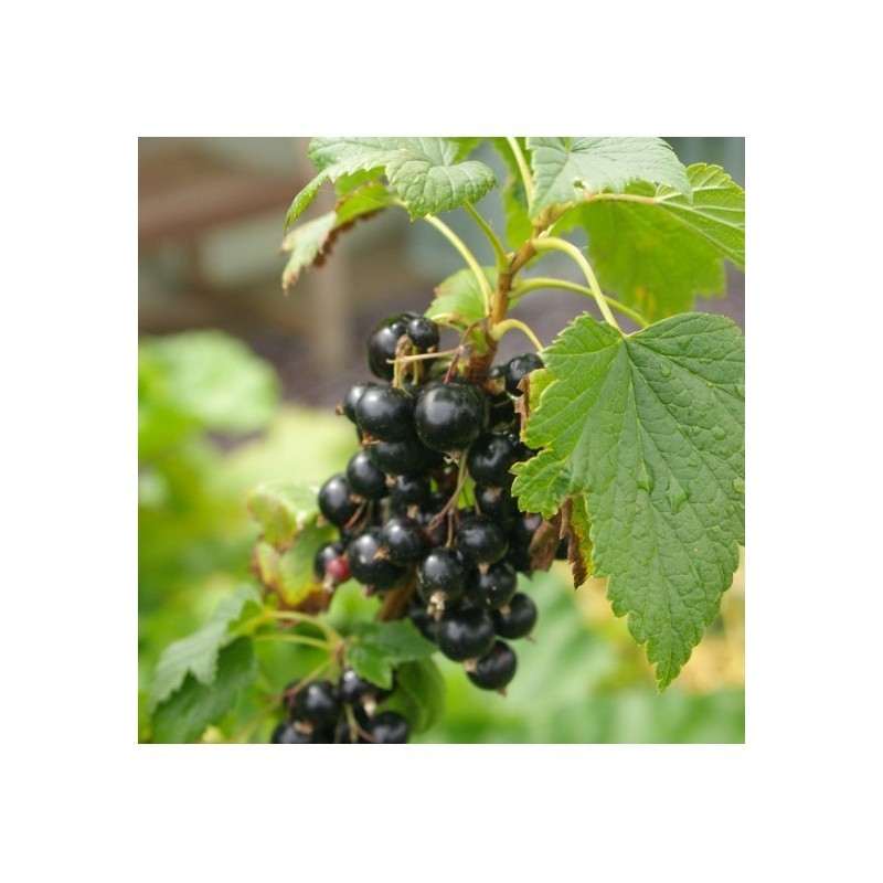 Adamah Eie Ribes Nero 60 Ml Gocce